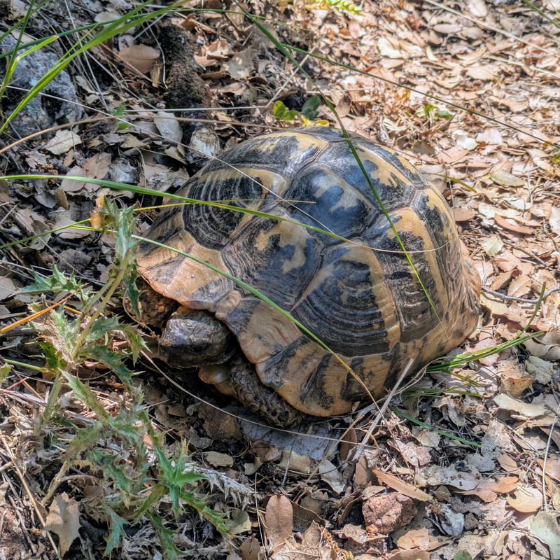 A turtle
