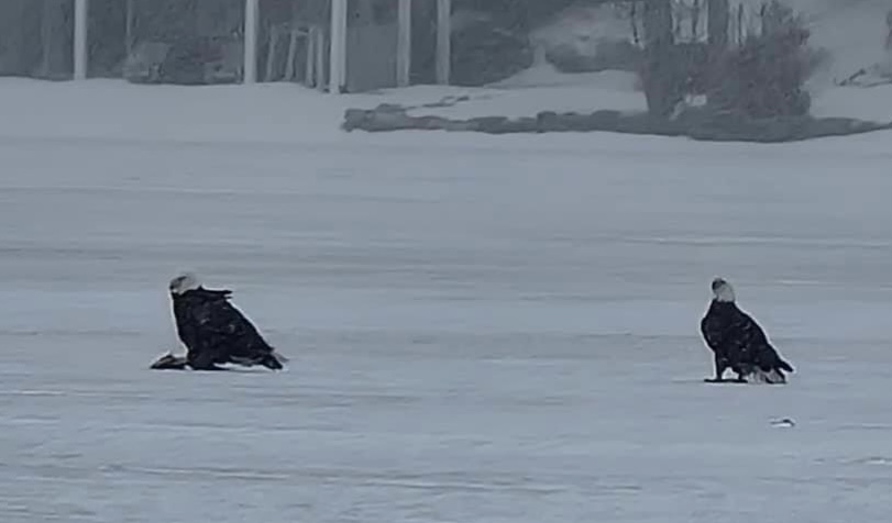 93833FA0-40A7-4A31-A69C-7C31628DF257