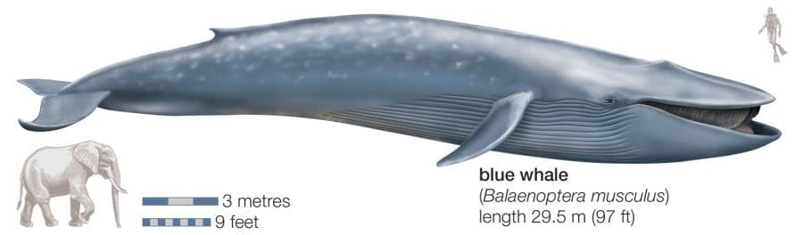 Синий кит (Balaenoptera musculus) - самое крупное животное из когда-либо существовавших на Земле Синий кит (Balaenoptera musculus) - самое крупное животное из когда-либо существовавших на Земле