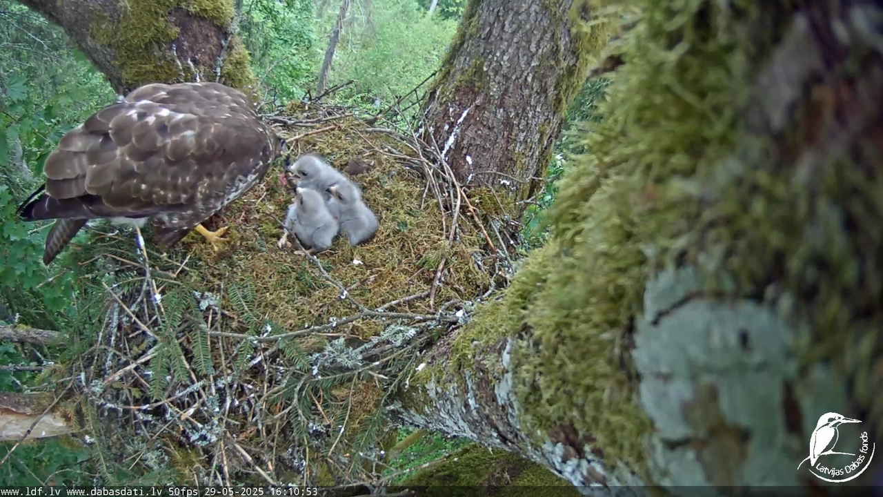Melnās klijas (Milvus migrans) Kurzemē_ peļu klijāni (Buteo buteo) 12-45-43 screenshot