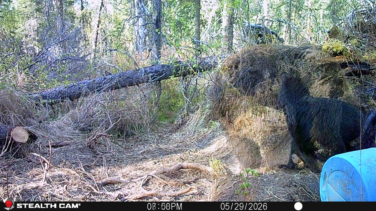 bear overlay