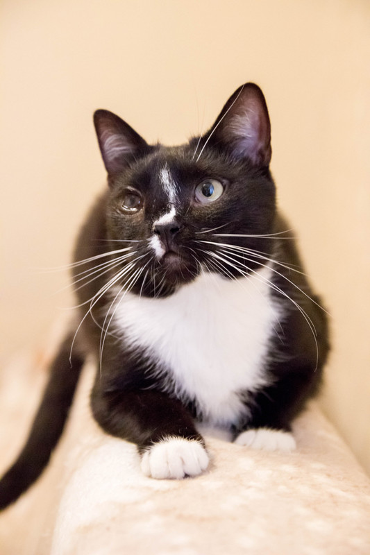 черная с белым-1-6