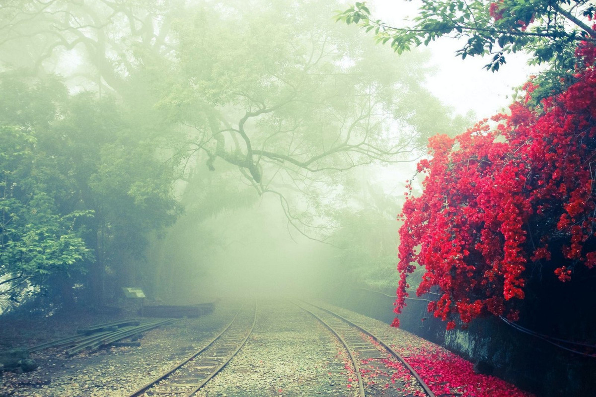 redbouganvillia.jpg