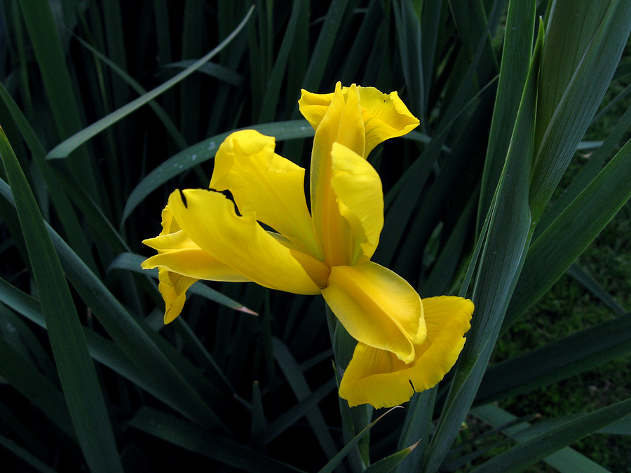iris2.jpg