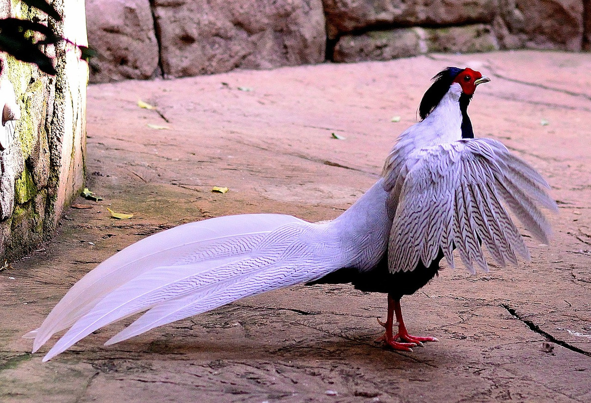 black-white-silver-pheasant-213905-1280.jpg