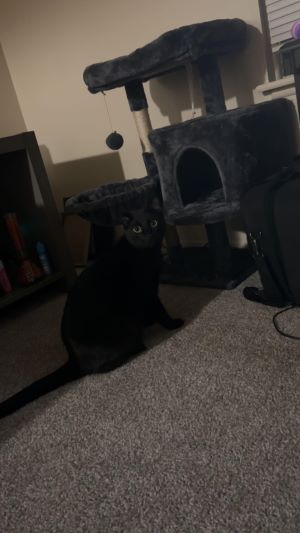 onyx.jpg