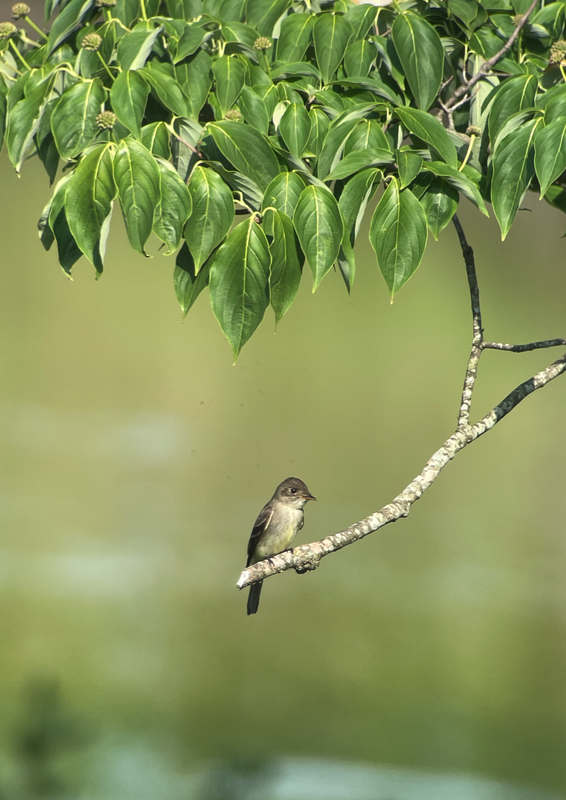 Screenshot 2025-06-11 at 9.58.00 AM