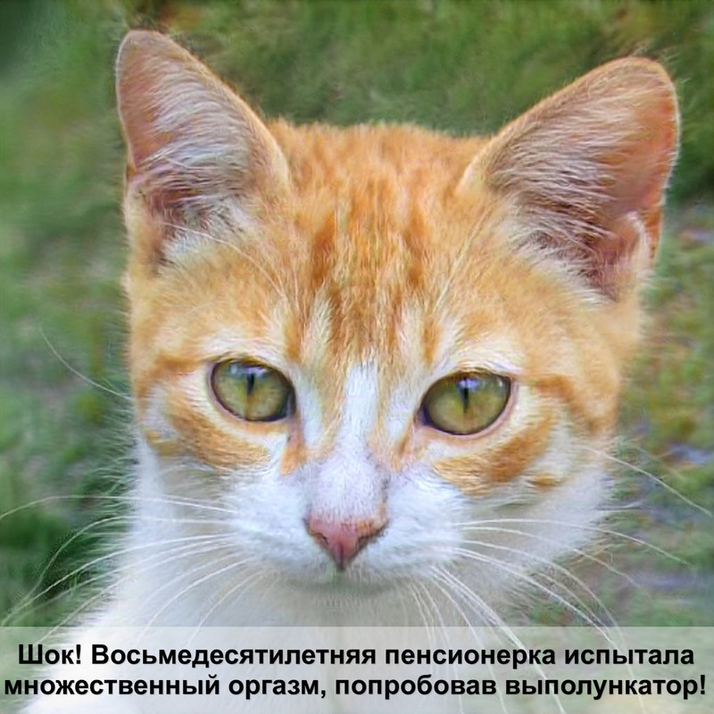 как научить кошку говорить