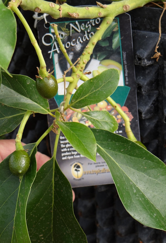 OroNegrofruitMay2013#2