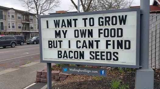 Bacon seeds