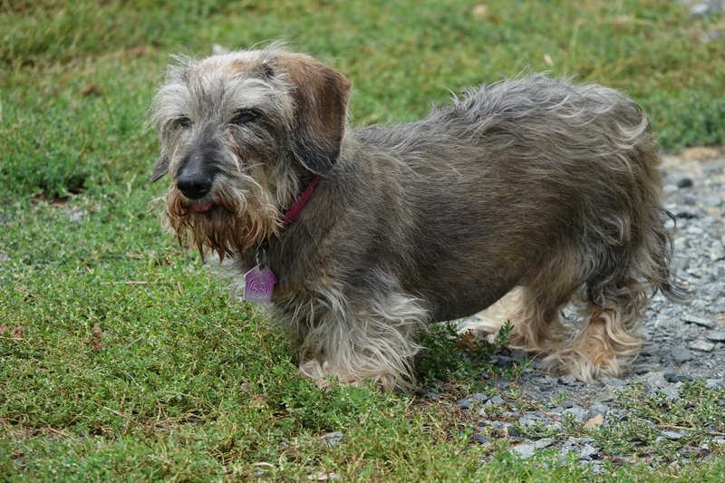 [Image: DSC00929.jpg]