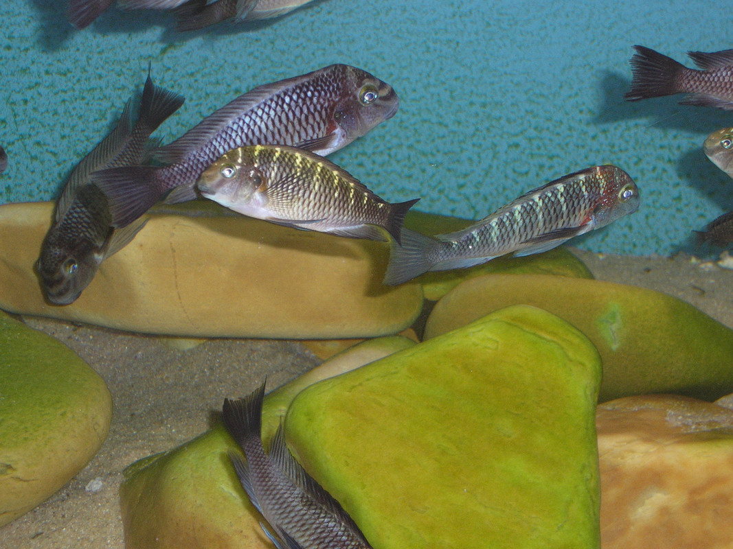 tropheus moorii zongwe (6)