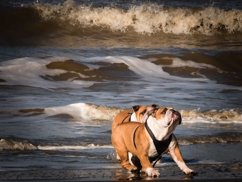 Durable Food Storage For Pets