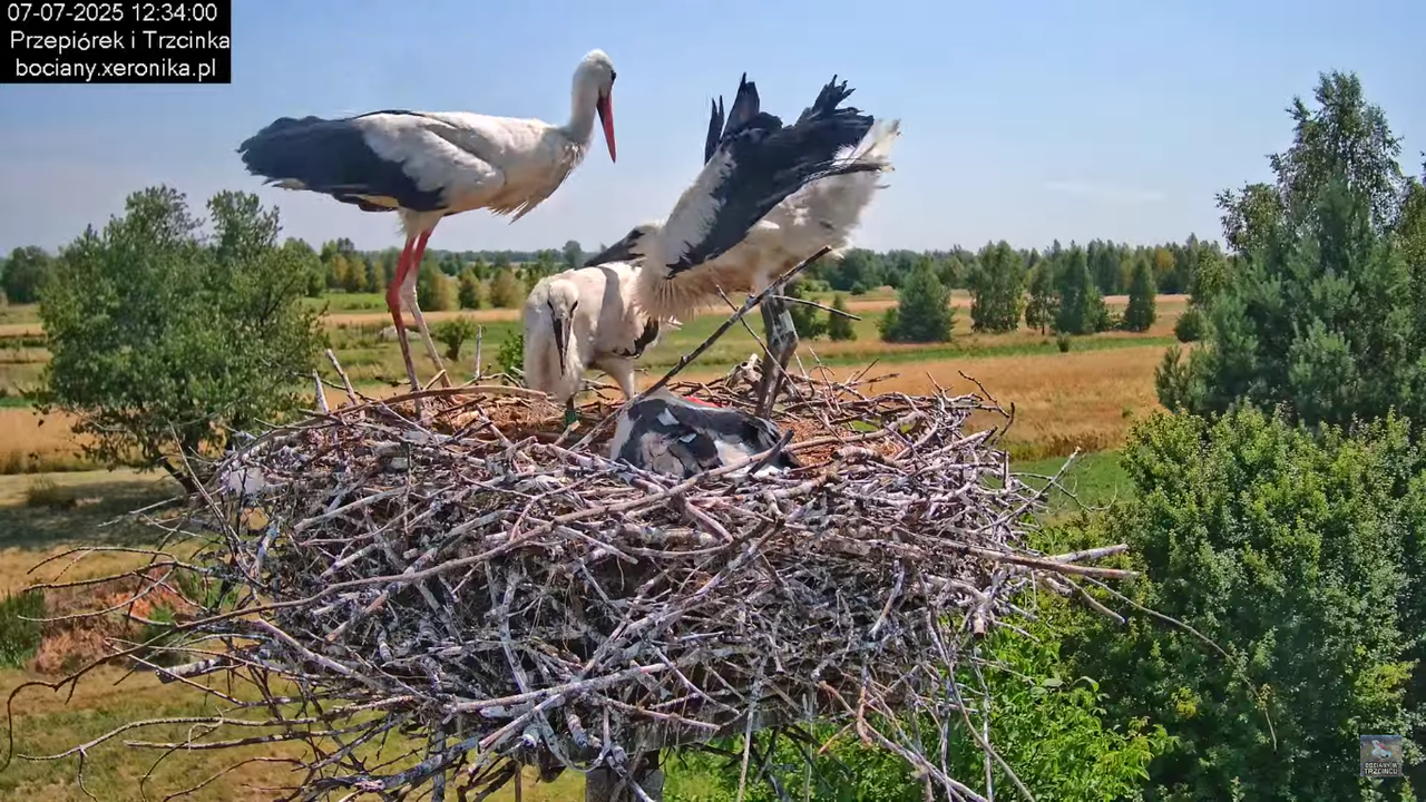 07072025bociany32