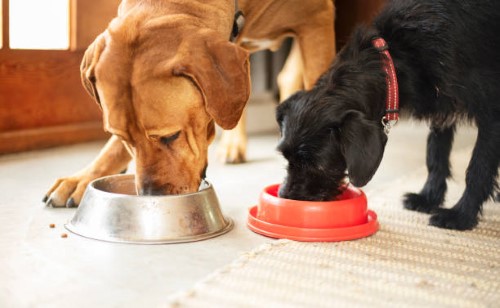 balance it dog diet