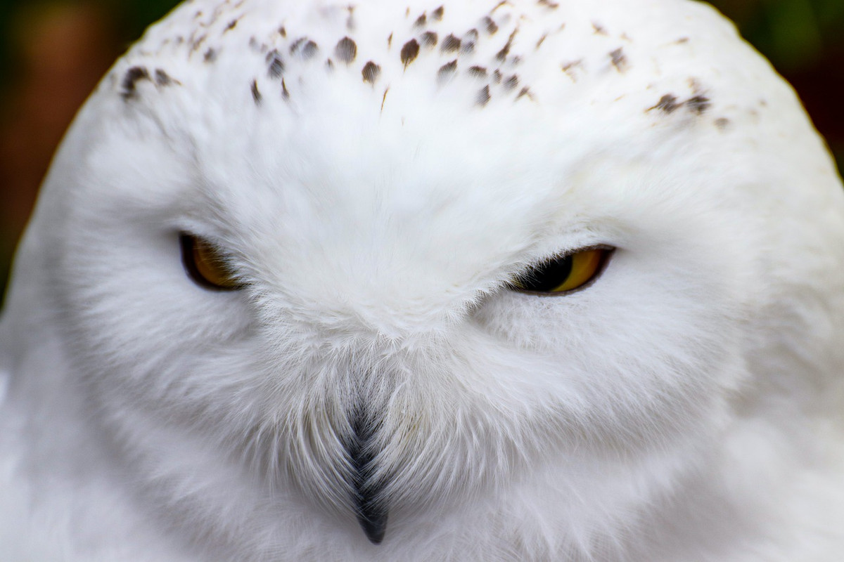 white-owl-4650008-1280.jpg