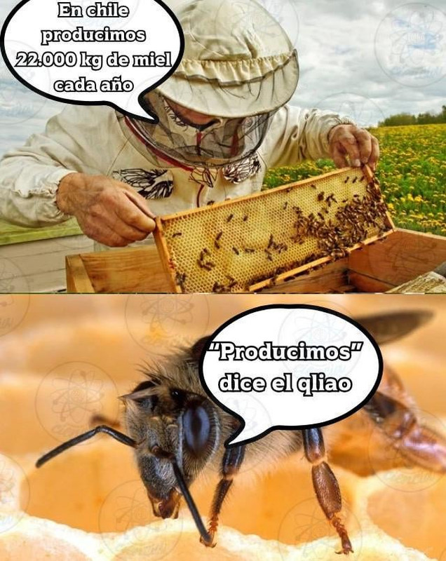 Gg.jpg