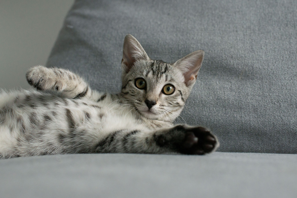 66860A8C-7804-497C-9FBB-E5F376465CB1