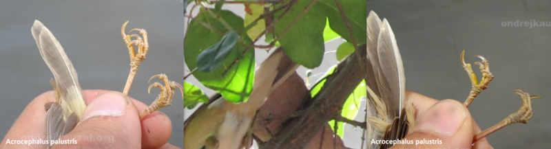 Felosa palustre ( Acrocephalus palustris ) C7
