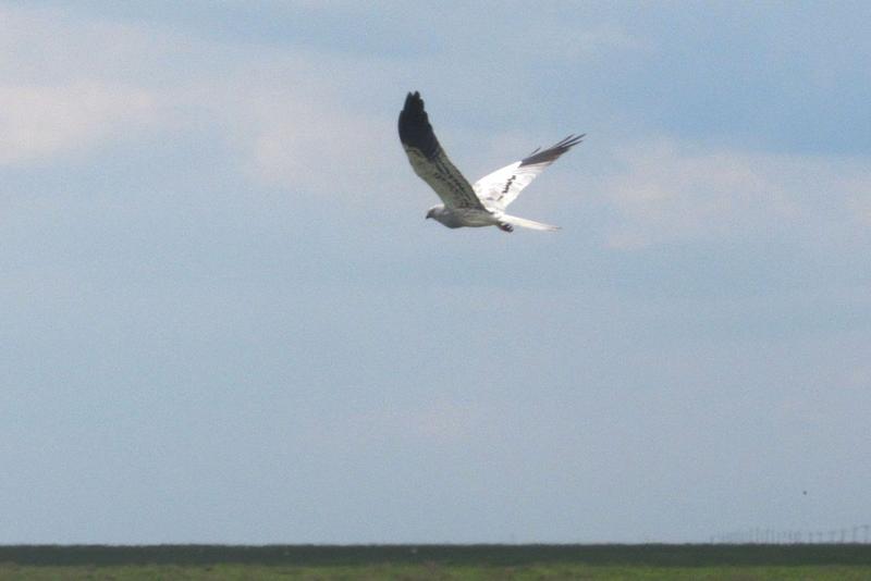 IMG-4466.jpg