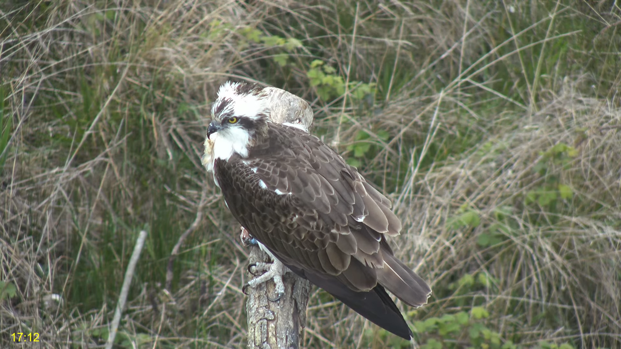 🦅 Dyfi Osprey projekts (VELSA)_ 2024. GADA TIEŠRAIDE 4K kvalitātē 🦅 10-16-6 screenshot