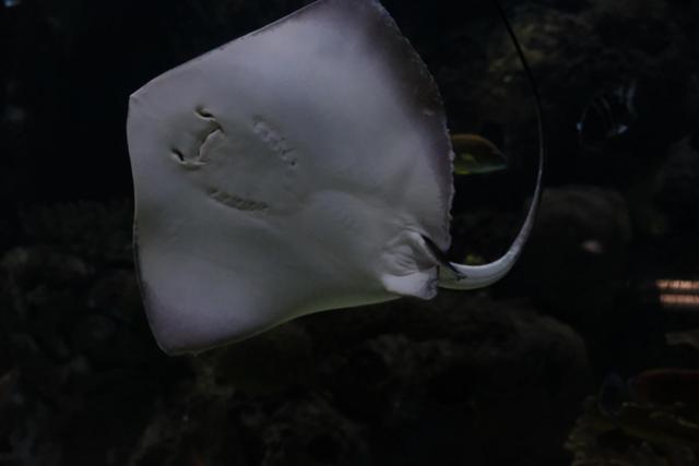 VALENCIA en un fin de semana - Blogs of Spain - Sábado 30/12: Llegada a Valencia y visita al Oceanogràfic (7)