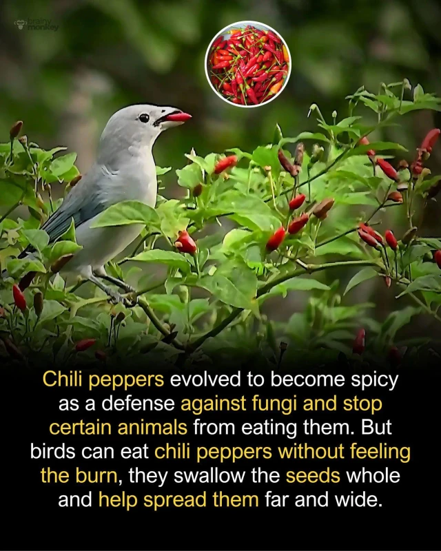 ������� ��������� (���)