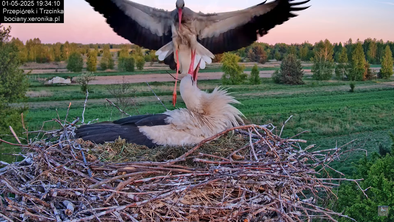 01052025bociany18