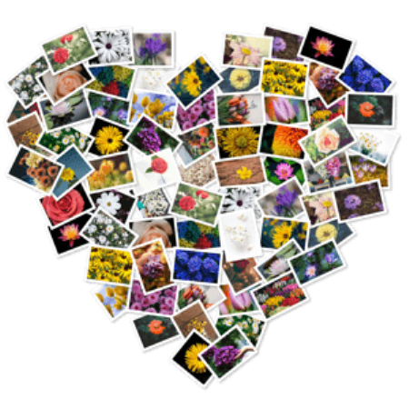 FigrCollage 2.6.1 macOS FigrCollage 2.6.1 macOS
