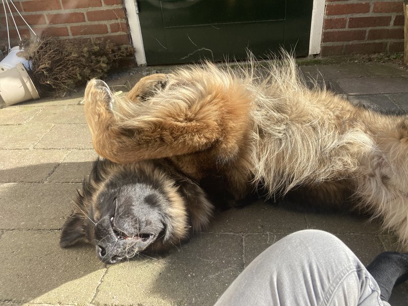 Afbeelding