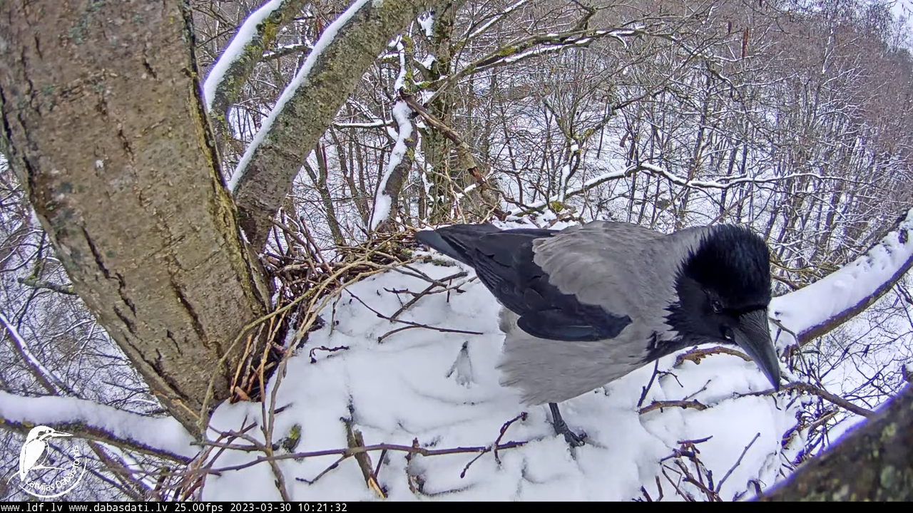 Vistu vanags (Accipiter gentilis) Rīgā - LDF tiešraide __ Goshawks, Riga, Latvia 11-55-47 screenshot