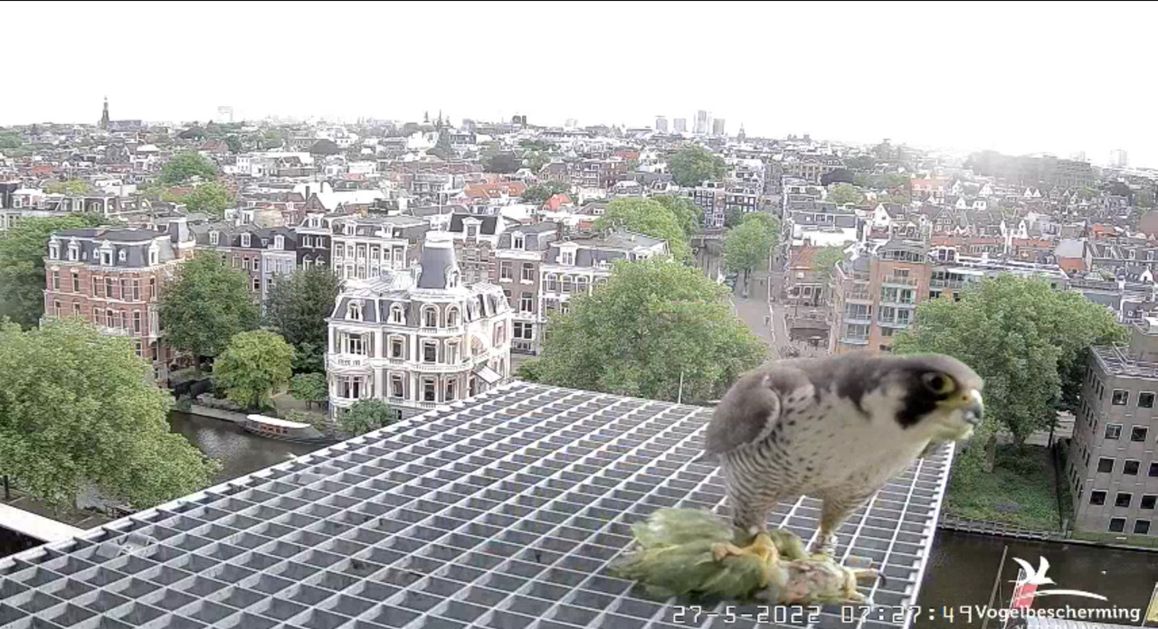 Amsterdam/Rijksmuseum screenshots © Beleef de Lente/Vogelbescherming Nederland - Pagina 9 Video-2022-05-27-072929-Moment-5