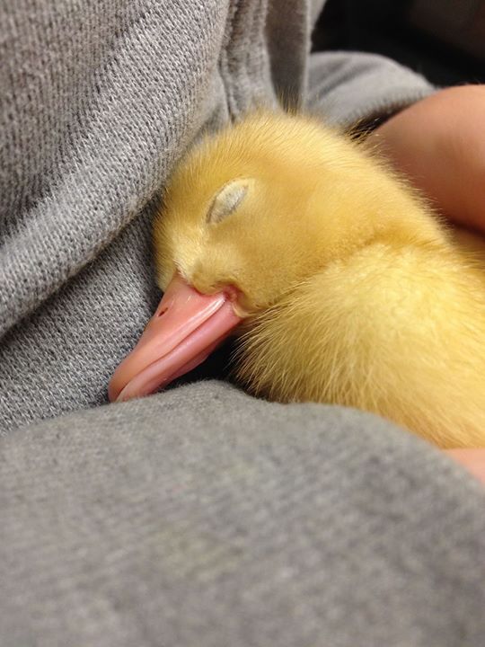 yellowduckling.jpg