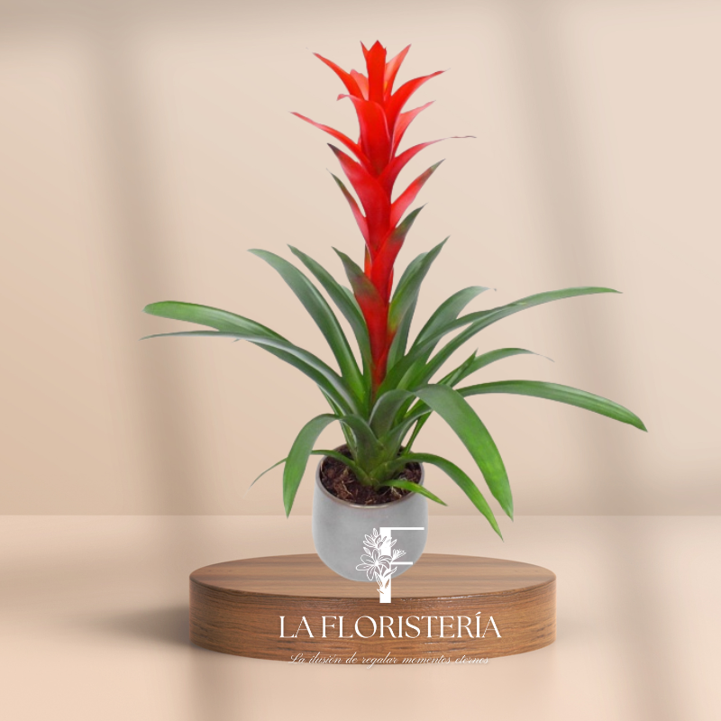 Guzmania