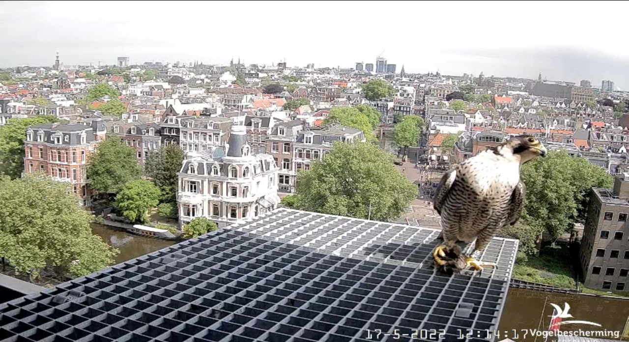 Amsterdam/Rijksmuseum screenshots © Beleef de Lente/Vogelbescherming Nederland Video-2022-05-17-122327-Moment