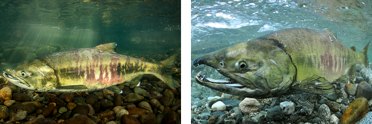 Oncorhynchus-keta.png