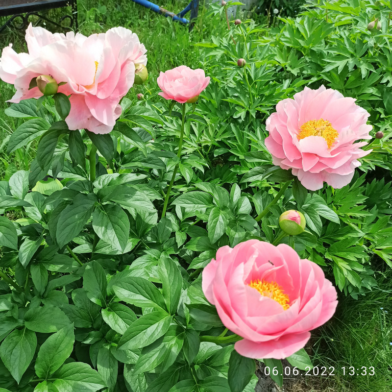 IMG_20220606_133353