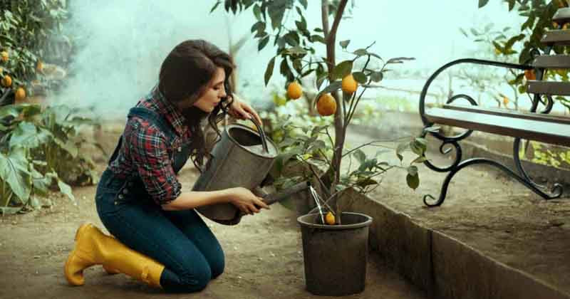 বাজারের লেবু কিনে পকেট খালি কেন? ছাদেই লাগান লেবু গাছ