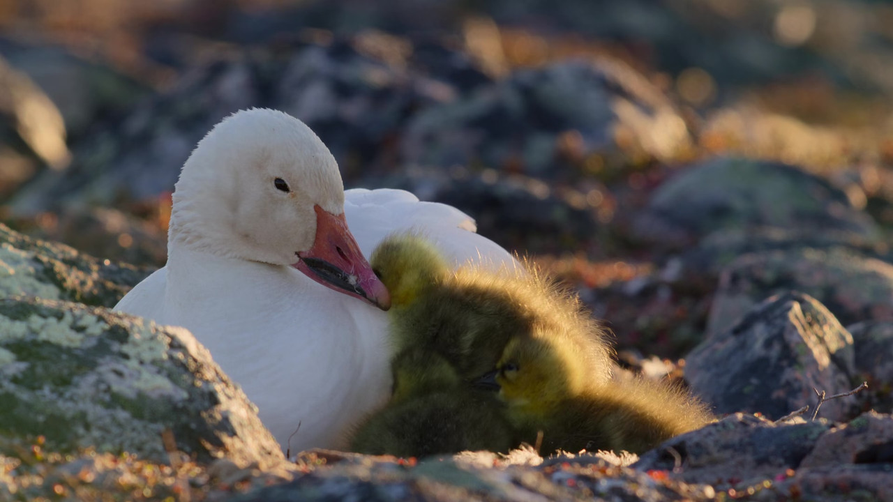 Our Planet 2019 Season 2 S02 1080p NF WEB DL x265 HEVC 10bit EAC3 Atmos 5 1 Garshasp QxR