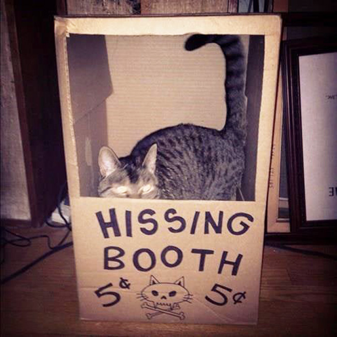 cat-forts8.jpg