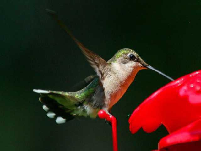 Do Ruby Throated Hummingbird Live In Ga Counties