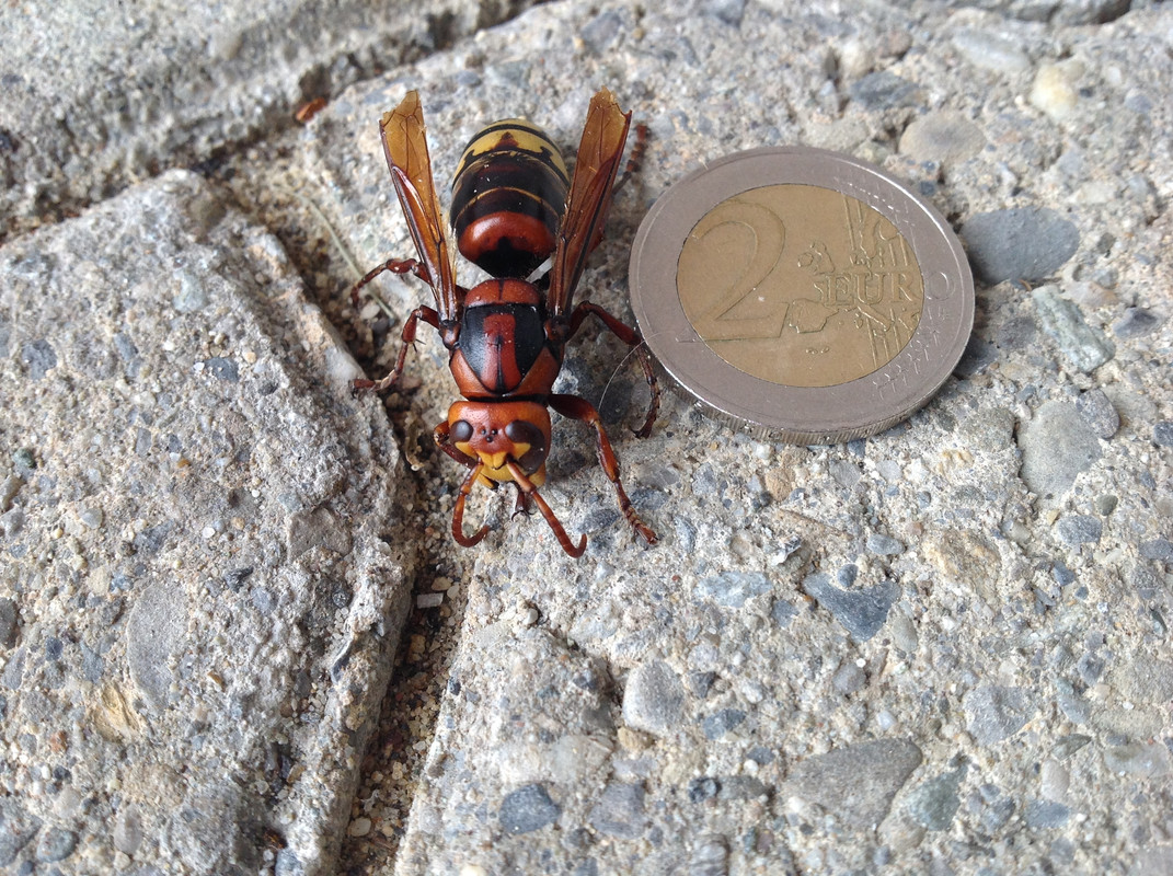 Hornissen Königin 19.Oktober 2015 (2)