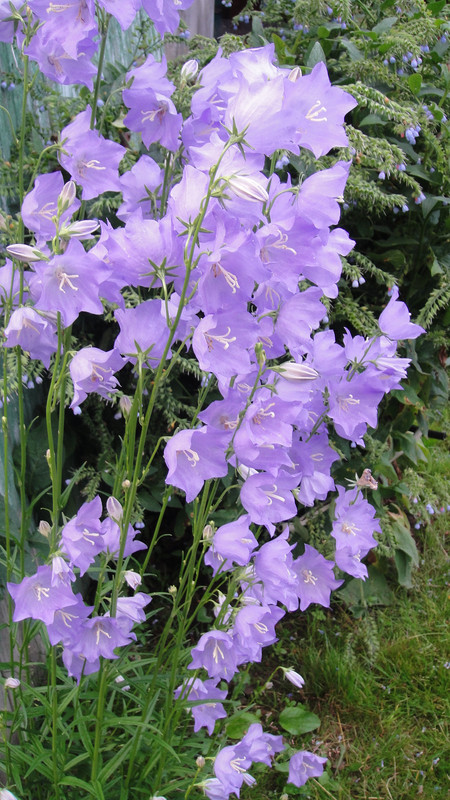 колокольчик персиколистный голубой