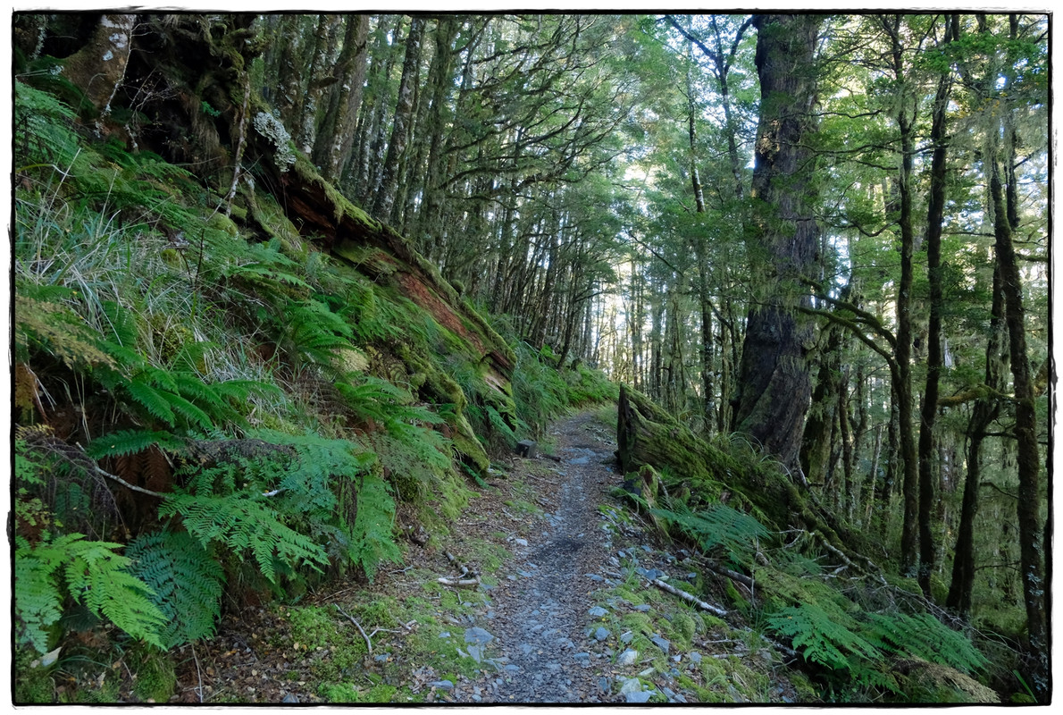 The Old Ghost Road (marzo 2024) - Escapadas y rutas por la Nueva Zelanda menos conocida (11)