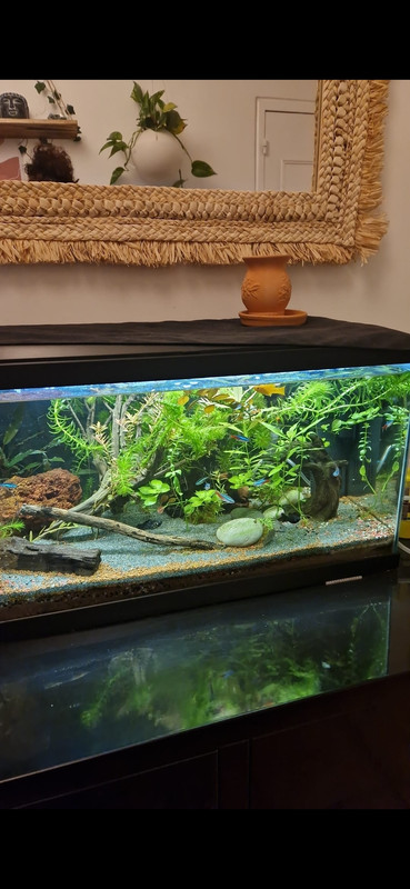 Screenshot_20250802_234344_WhatsApp