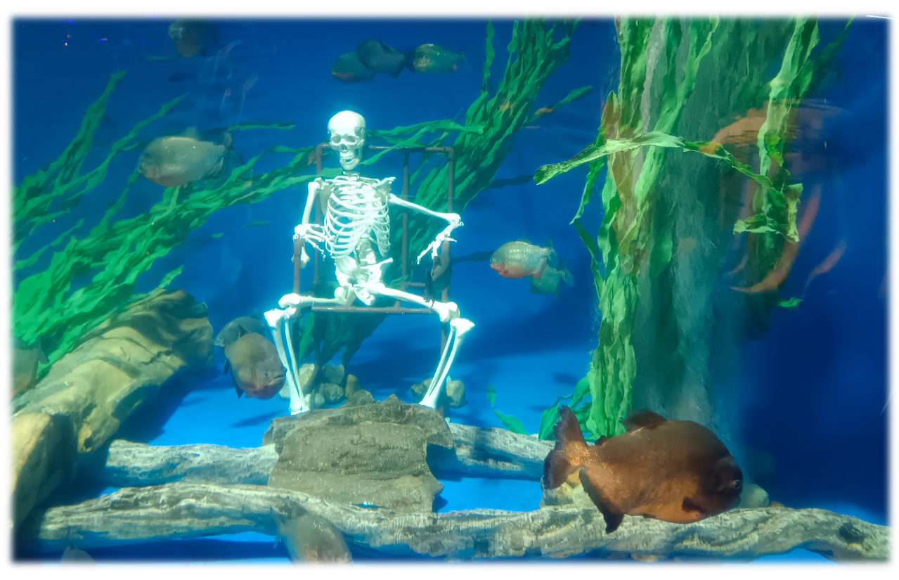 Skeleton aquarium