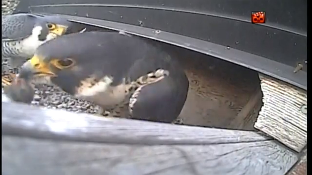 capture_31052020_130516