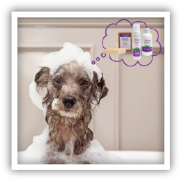 Site-Web-vignette-Instagram-Shampooings