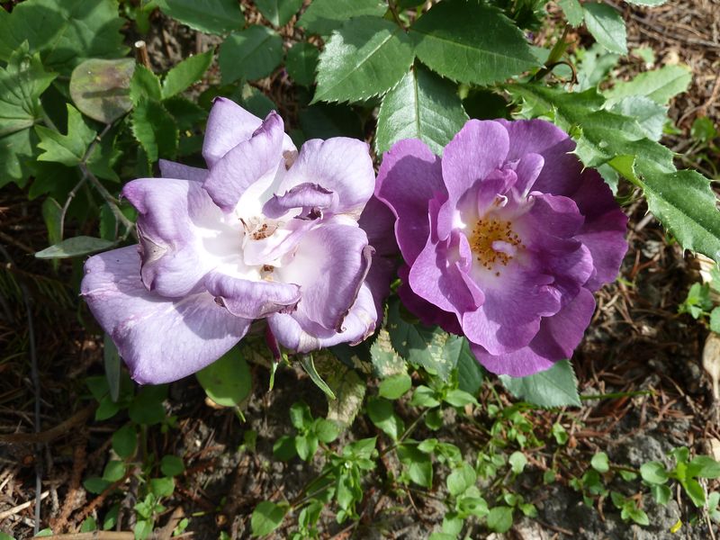 2013-06-13 'Blue for You'