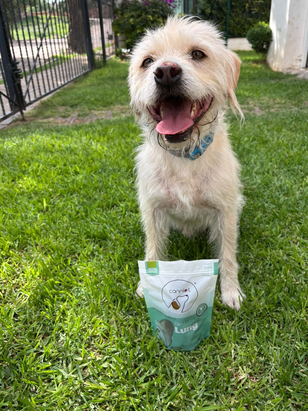 Simba, perrito de la manada Canniet